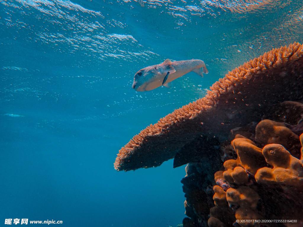 海洋生物