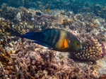 海洋生物