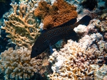 海洋生物