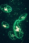 海洋生物