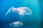 海洋生物
