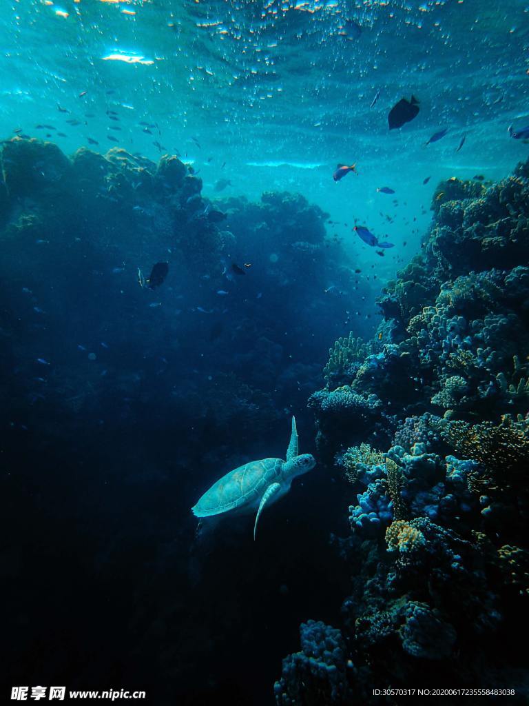 海洋生物