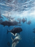 海洋生物