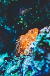 海洋生物