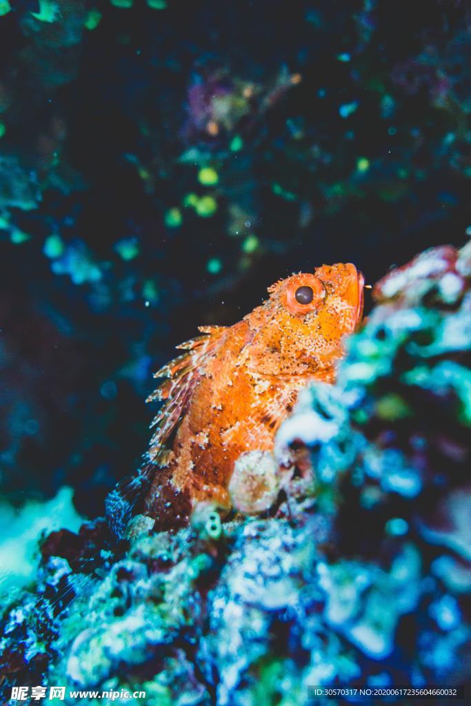 海洋生物