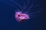 海洋生物