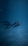 海洋生物