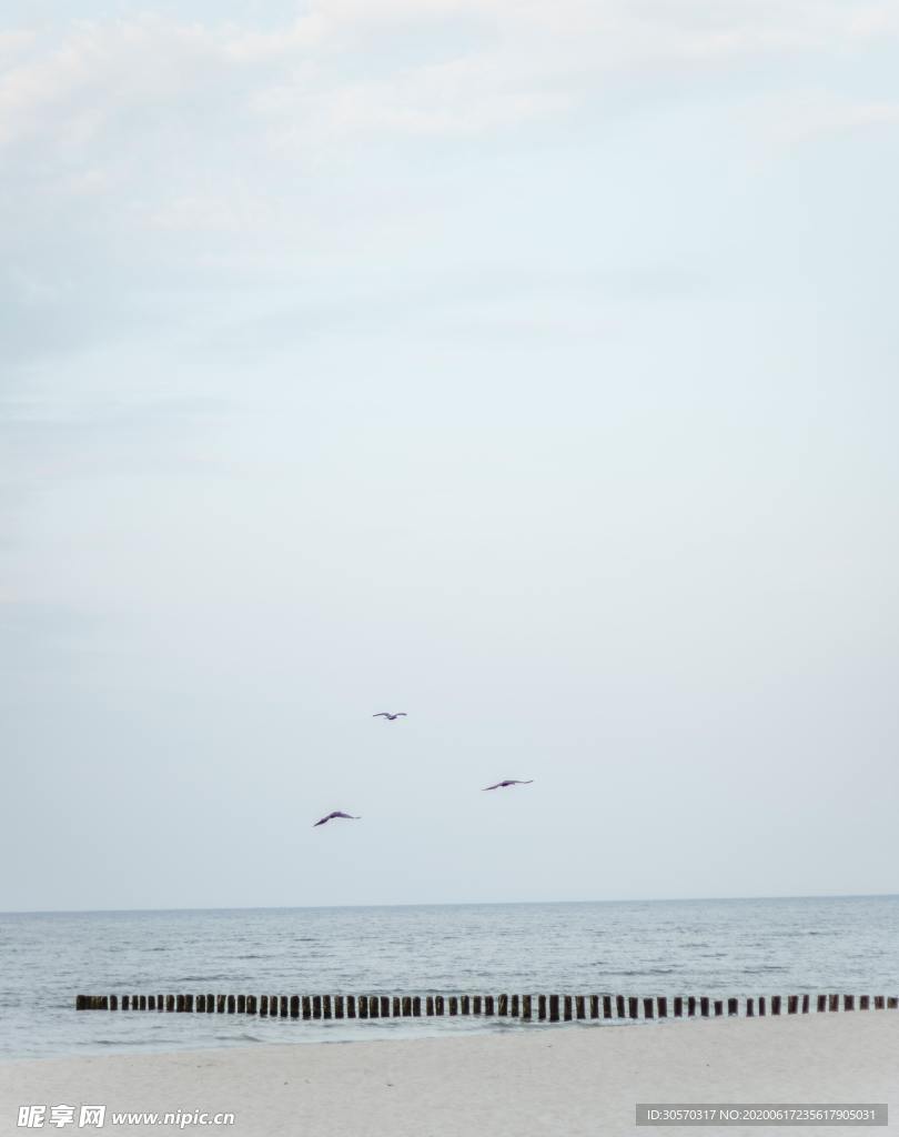 鸟
