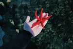 海洋生物