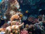 海洋生物
