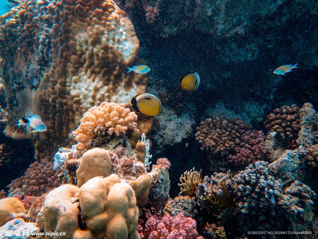 海洋生物