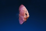 海洋生物