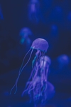 海洋生物