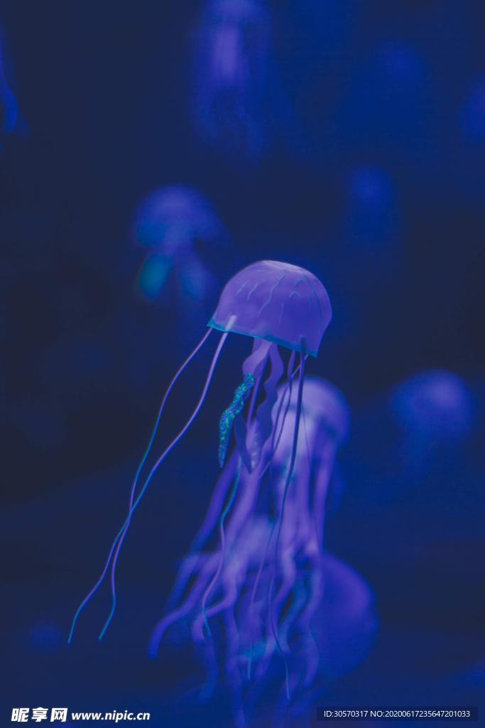 海洋生物