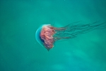 海洋生物