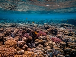 海洋生物