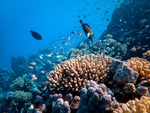 海洋生物