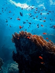海洋生物