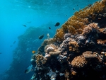 海洋生物