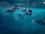 海洋生物
