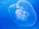 海洋生物