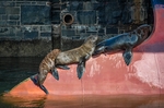 海洋生物