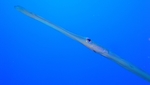 海洋生物