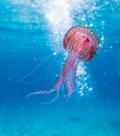 海洋生物