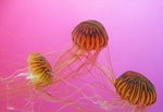 海洋生物