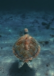 海龟