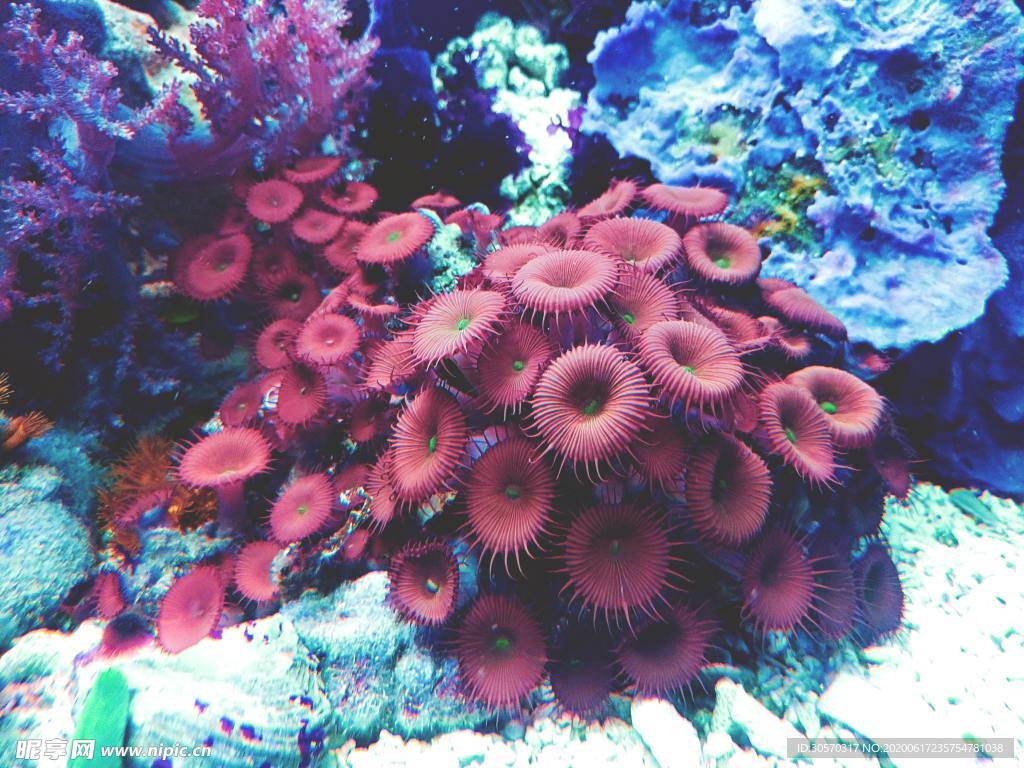 动物