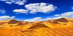 沙漠骆驼 蓝天白云