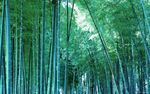 竹林