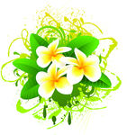 鸡蛋花