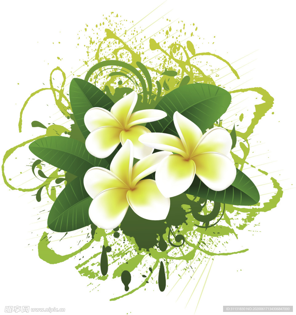 鸡蛋花
