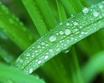 晨露