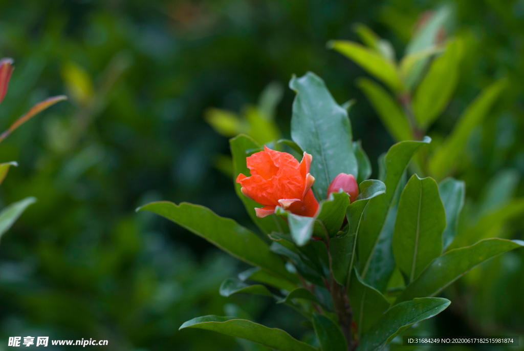 石榴花