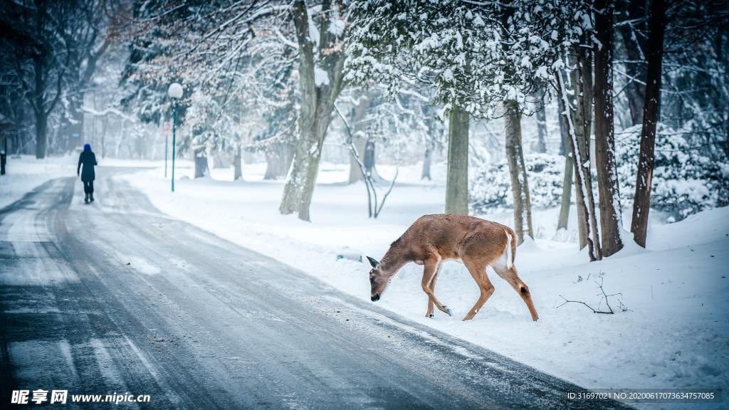 雪