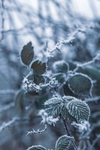 雪