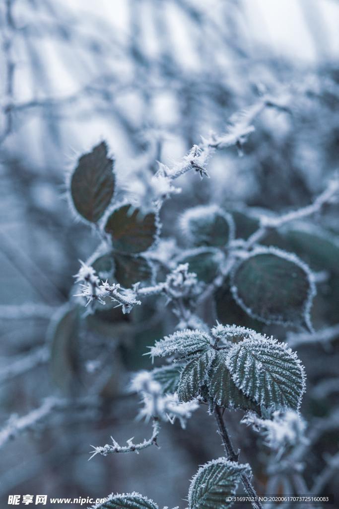 雪