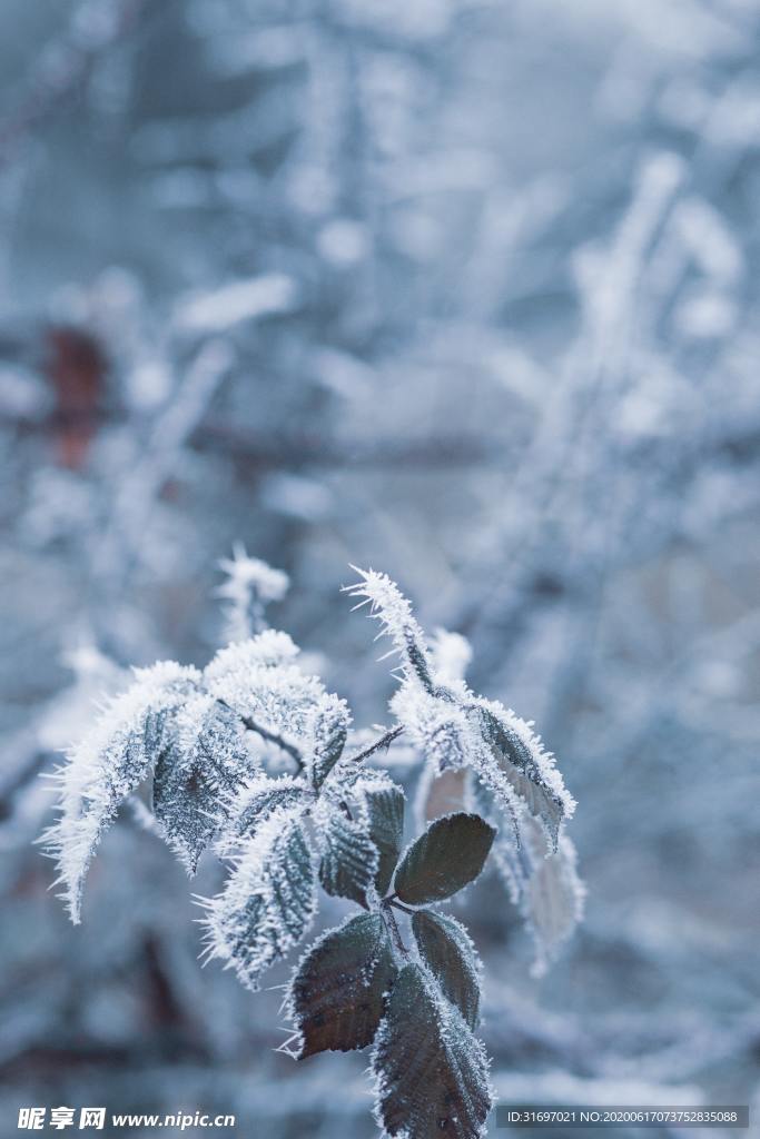 雪