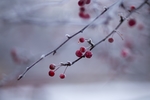雪