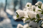 雪
