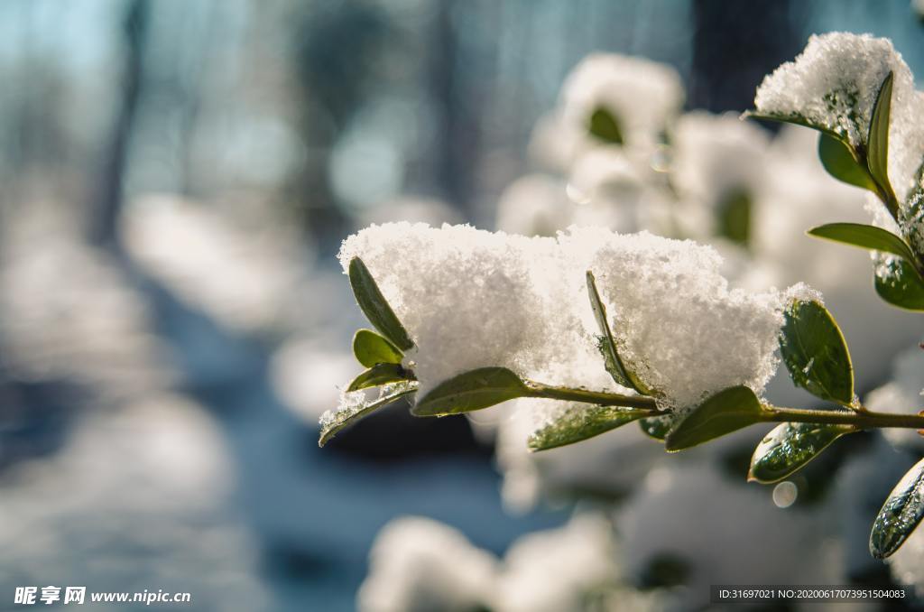 雪