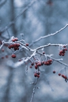 雪