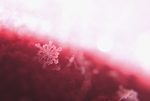 雪