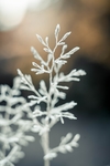 雪