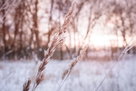 雪