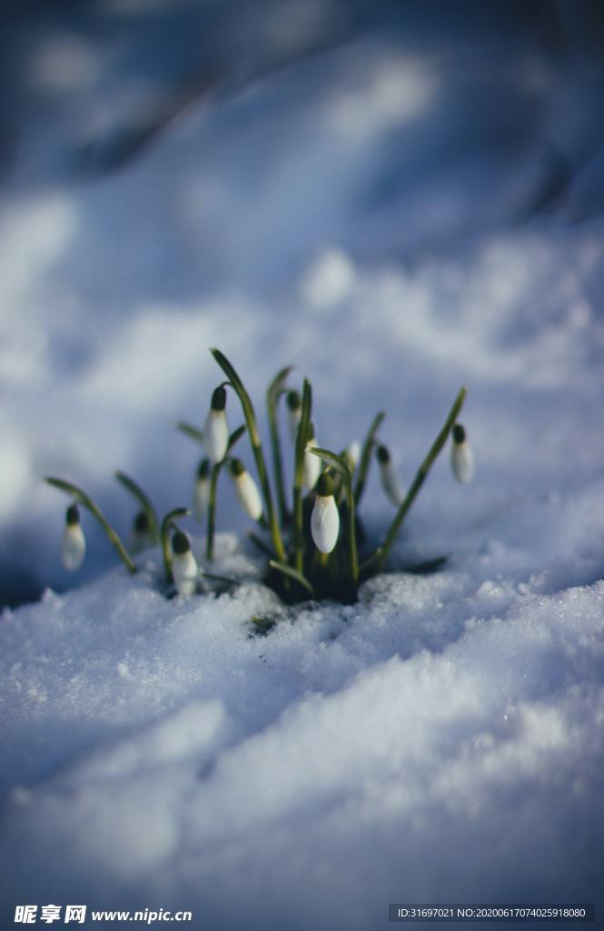 雪