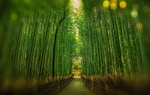 草地